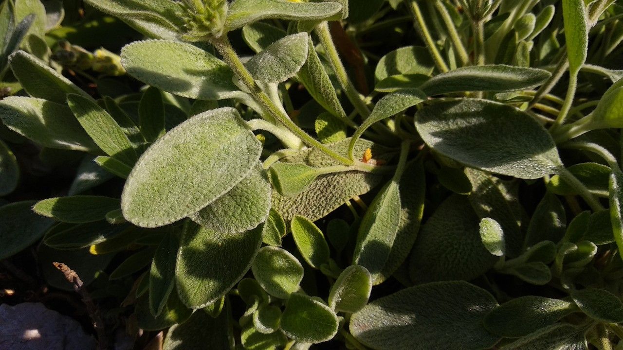 Sideritis phlomoides — search result for 'Sideritis'