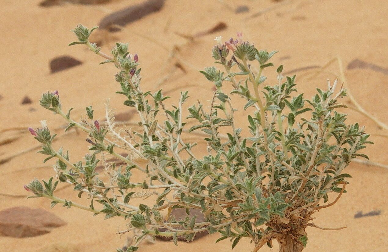 Moltkiopsis ciliata habit