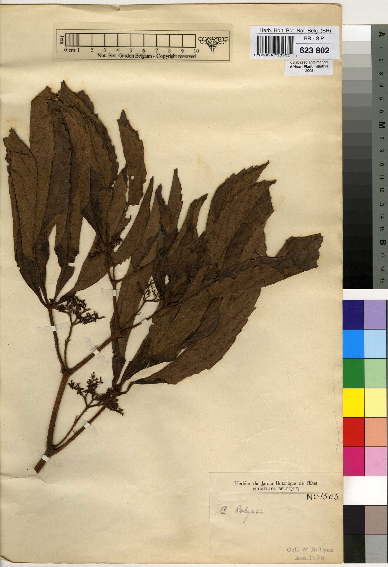 Cyphostemma robynsii — houseplant care guide