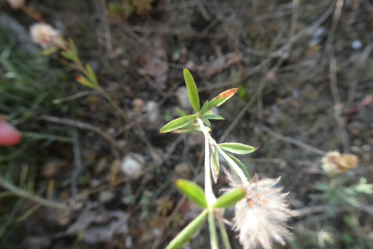 Trifolium strictum — houseplant care guide