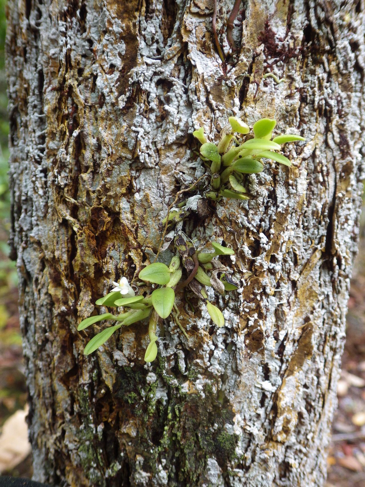 Dendrobium funiforme habit