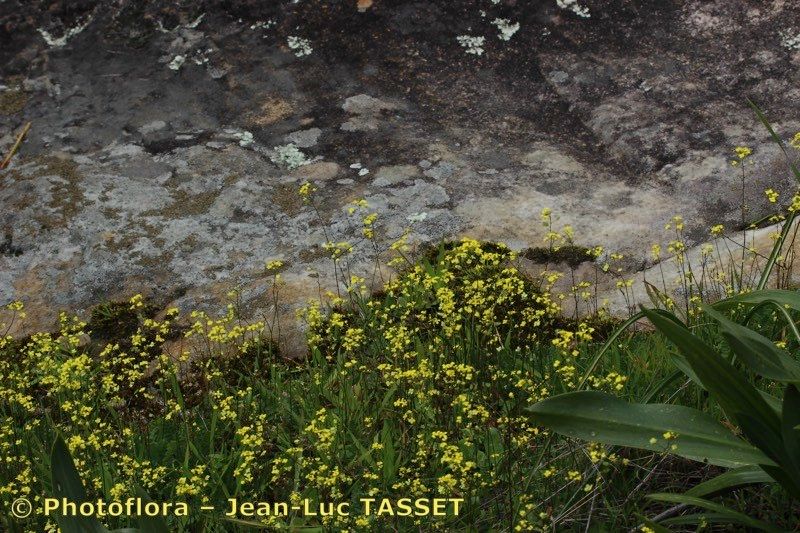Biscutella lyrata habit