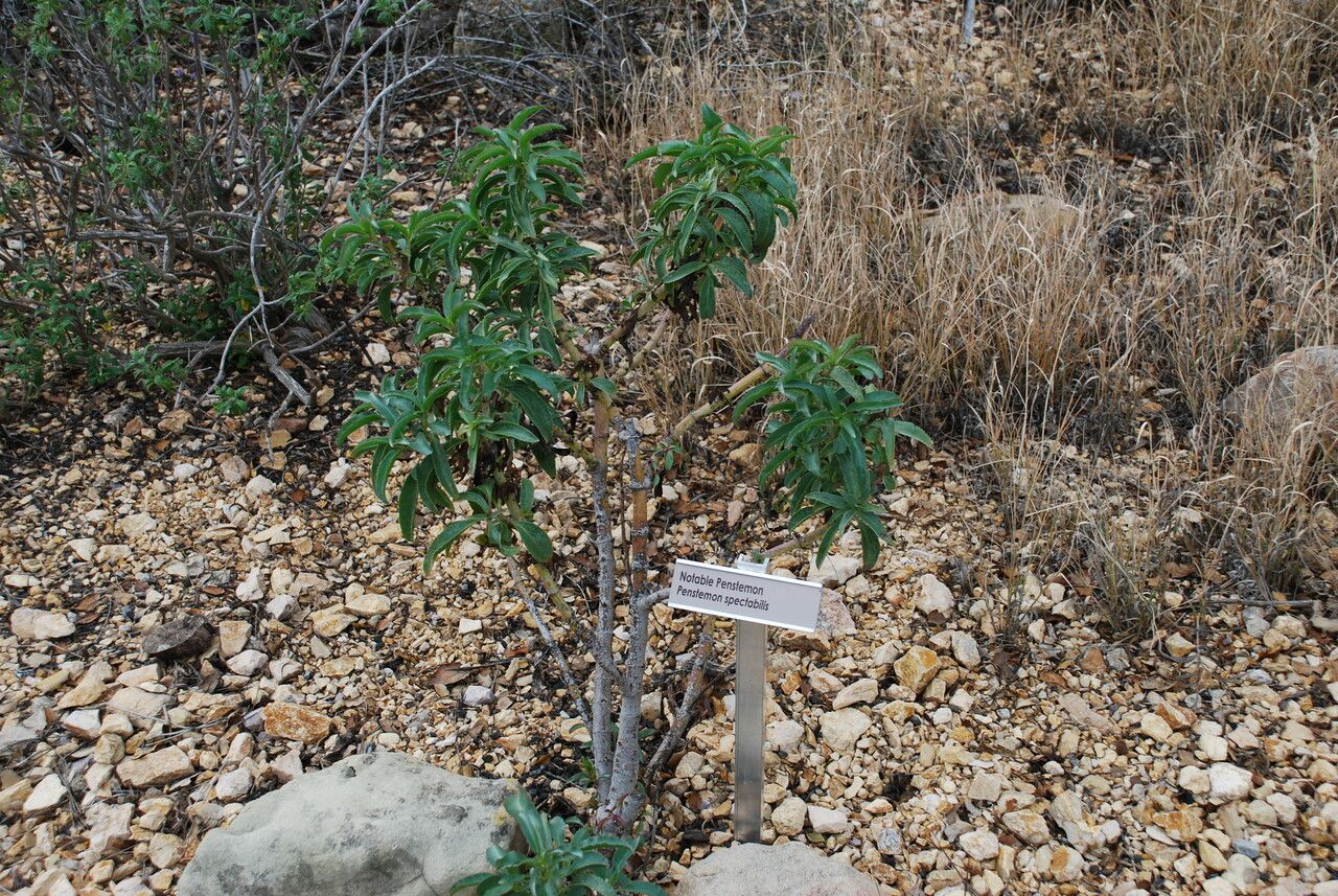 Penstemon spectabilis habit