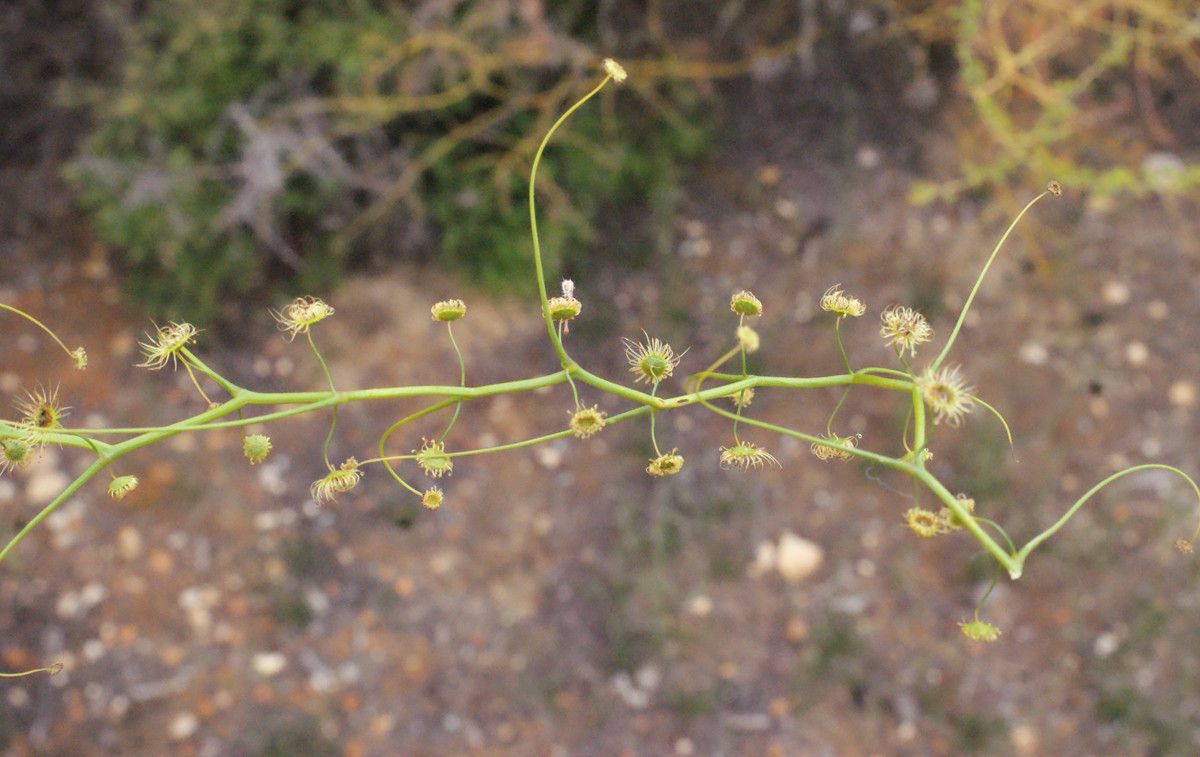 Drosera pallida habit