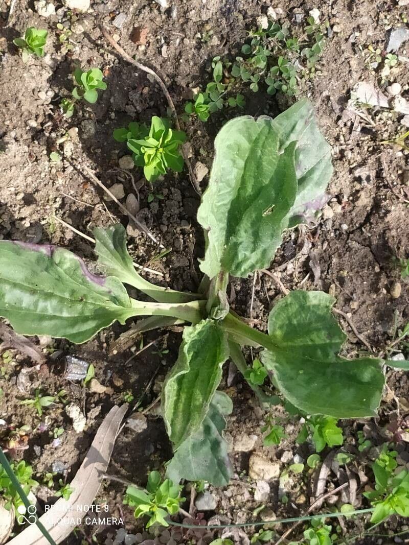 Plantago asiatica — natural insect repellents houseplant