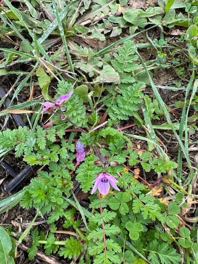 Erodium primulaceum habit