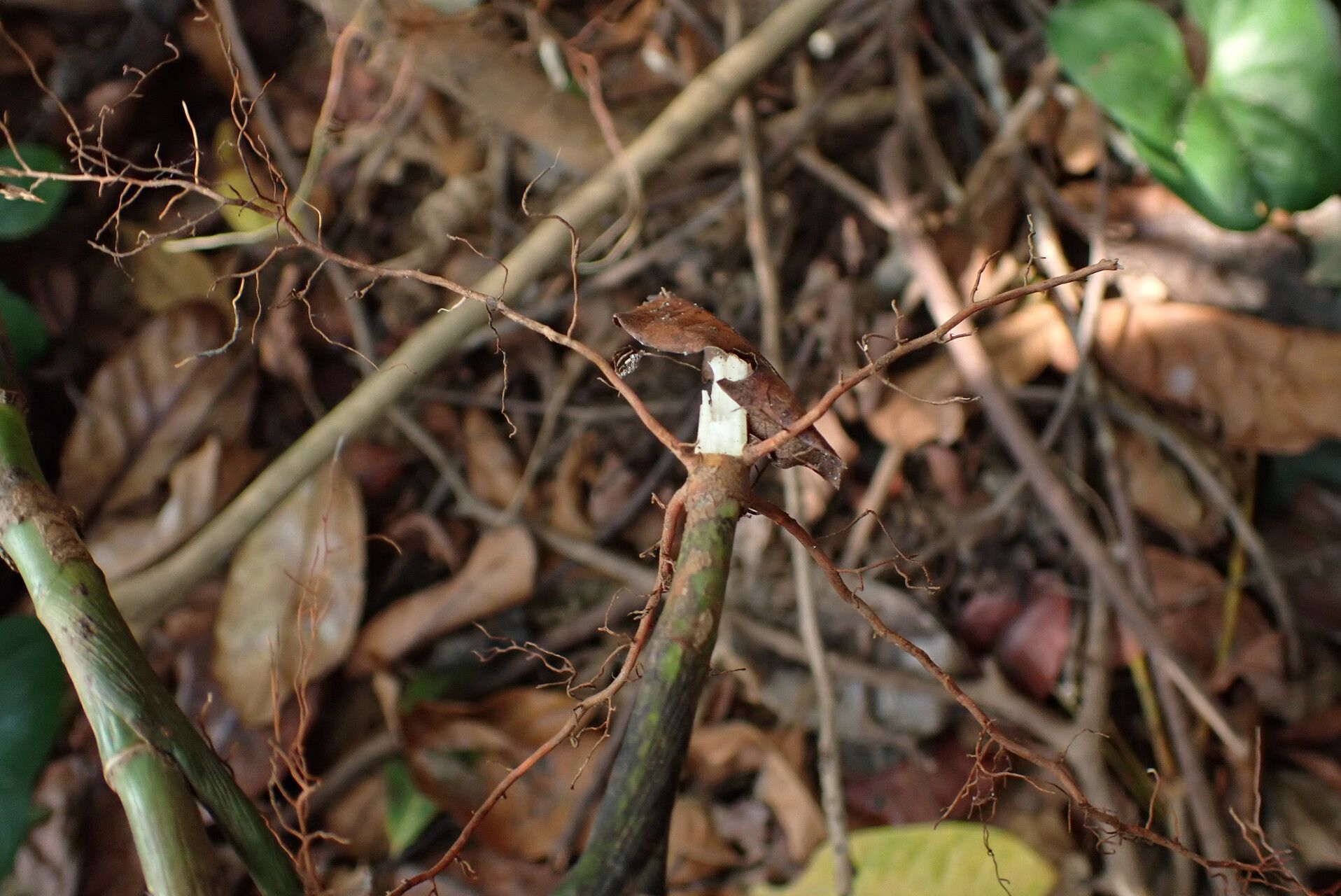 Dracaena poggei bark