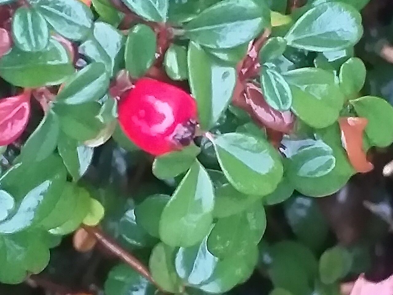 Cotoneaster procumbens fruit