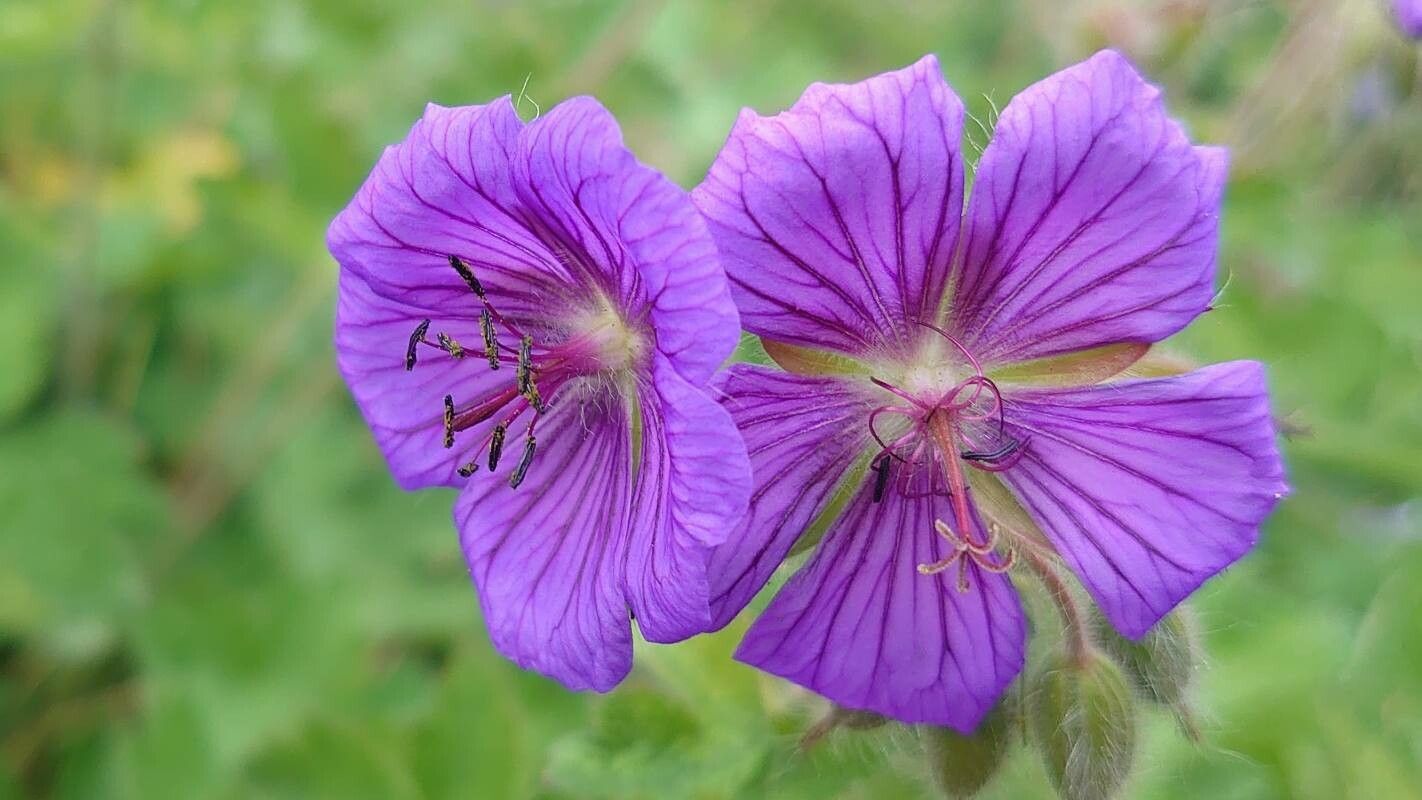 Geranium platypetalum flower