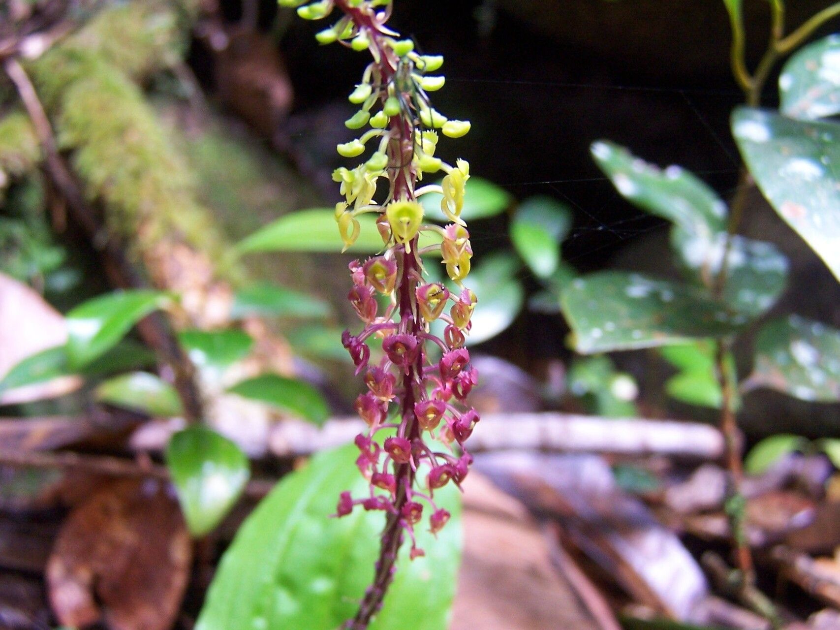 Malaxis seychellarum flower