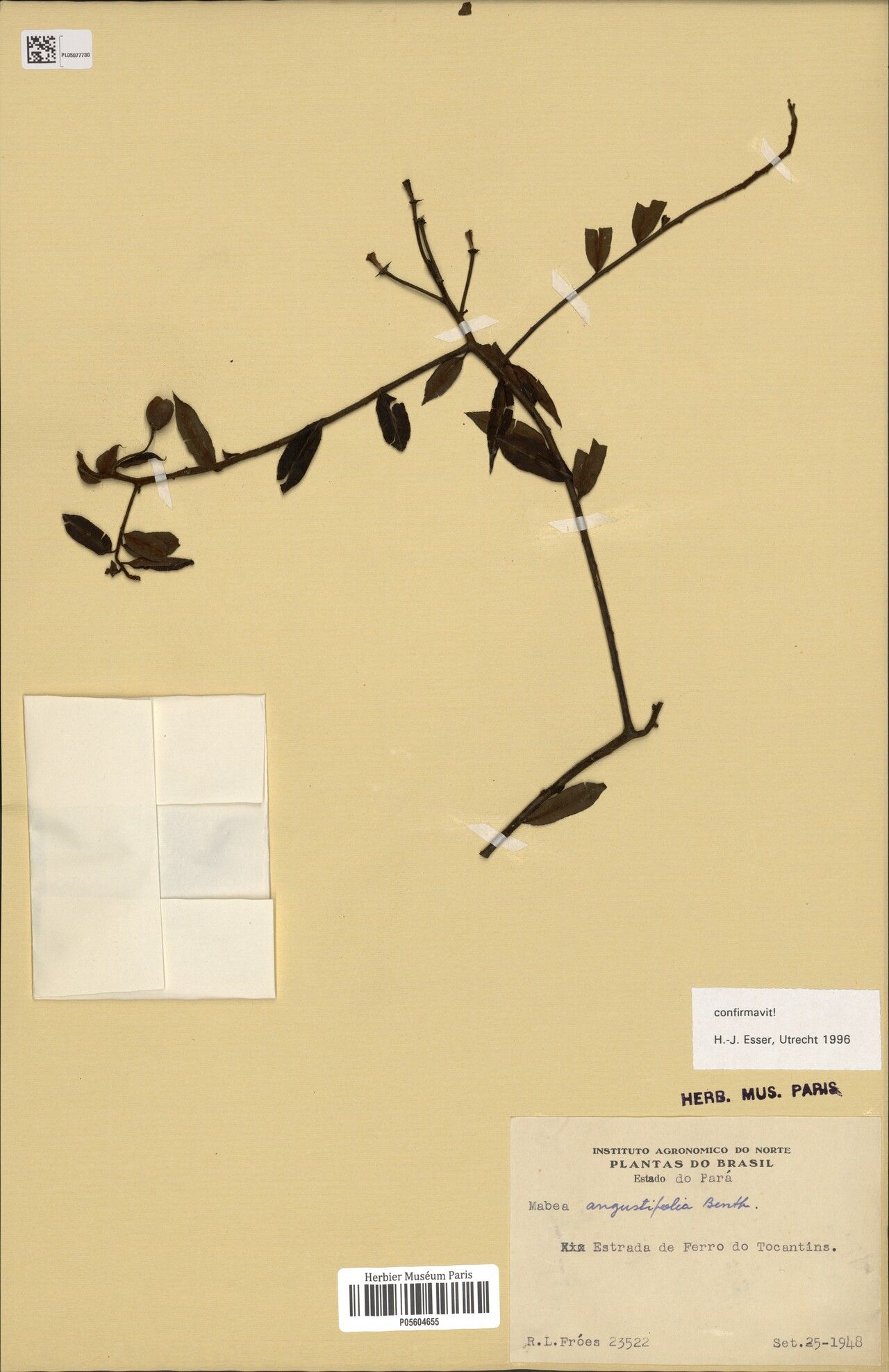 Mabea angustifolia other