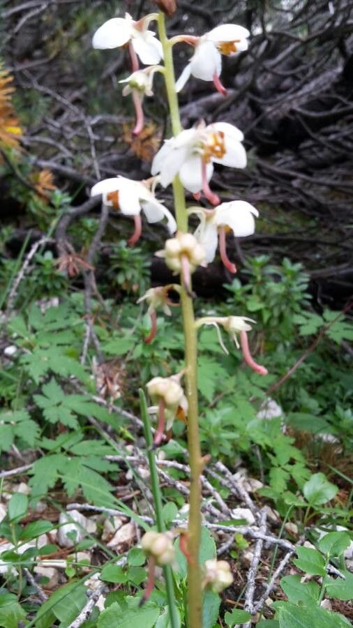 Pyrola rotundifolia fruit