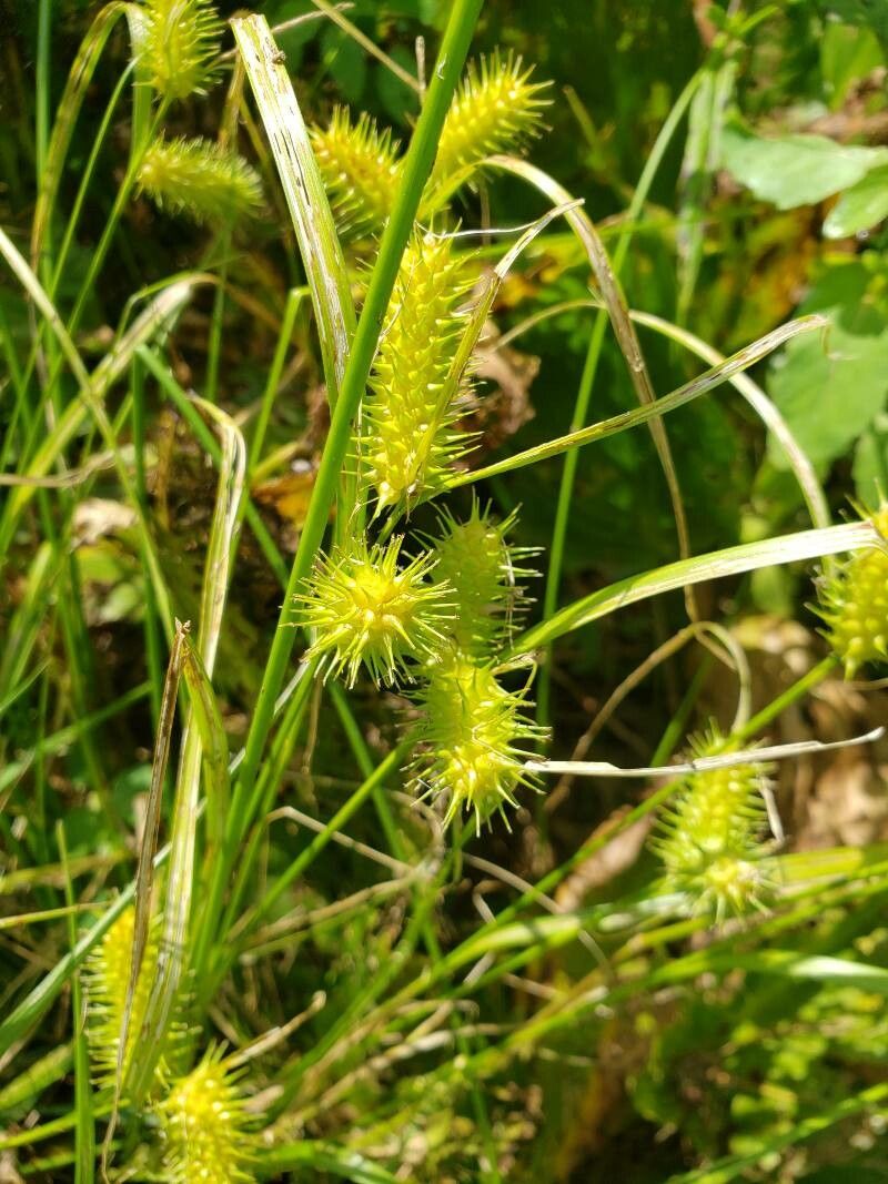 Carex lurida flower