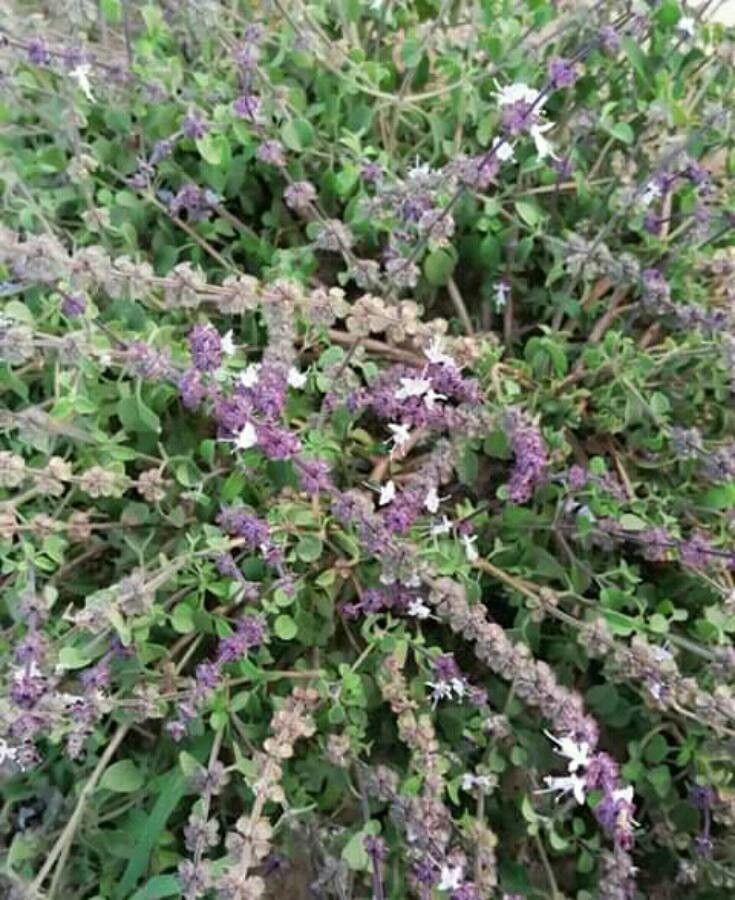 Ocimum forsskaolii — search result for 'Ocimum'