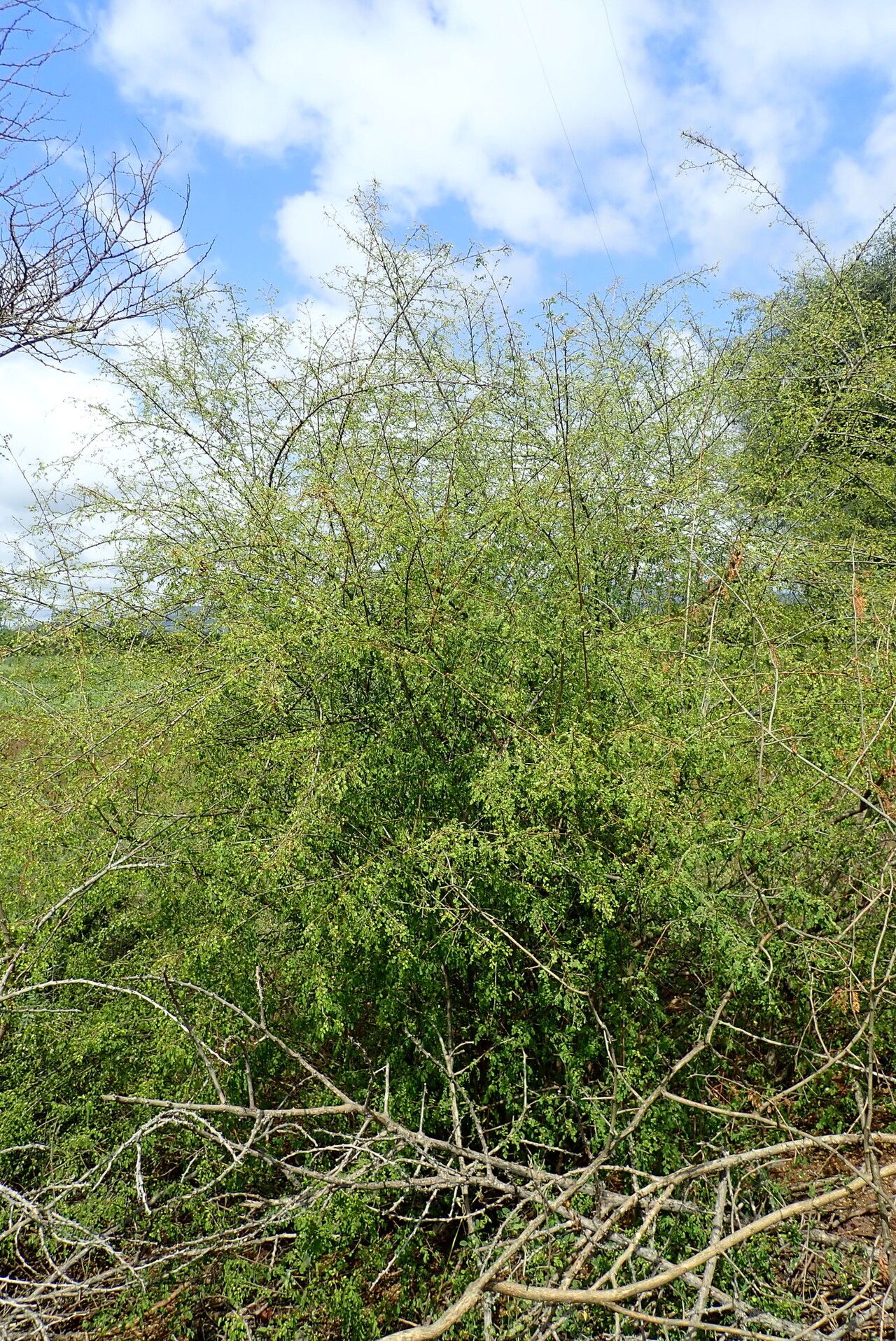 Phyllanthus ovalifolius habit