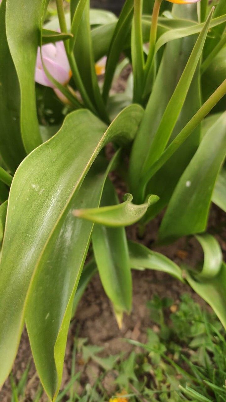 Tulipa saxatilis leaf