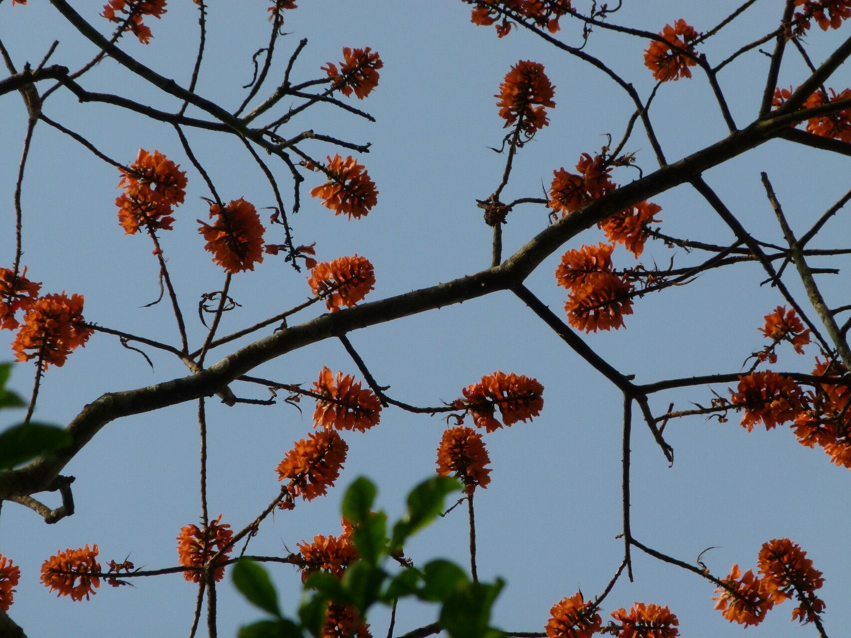 Erythrina wieringae — houseplant care guide