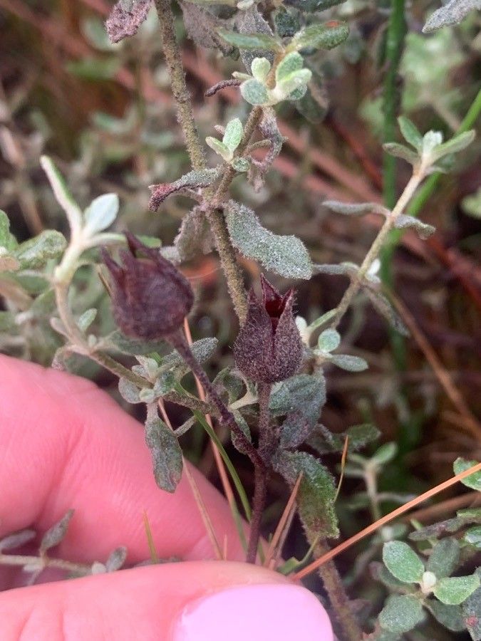 Cistus lasianthus fruit