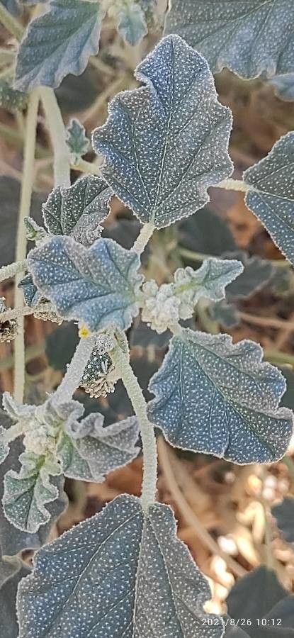 Chrozophora tinctoria leaf