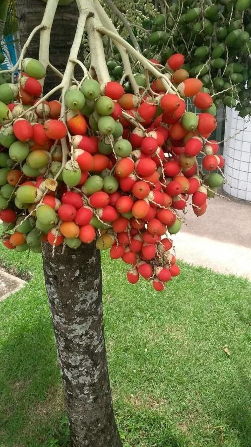 Kentiopsis oliviformis fruit