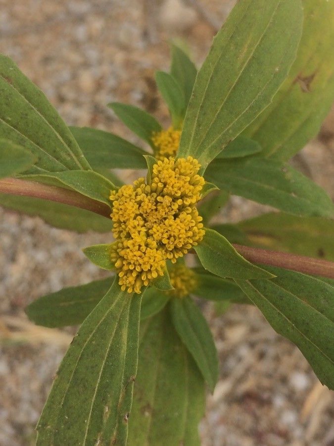 Flaveria bidentis flower