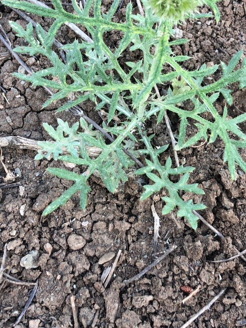 Echinops strigosus leaf