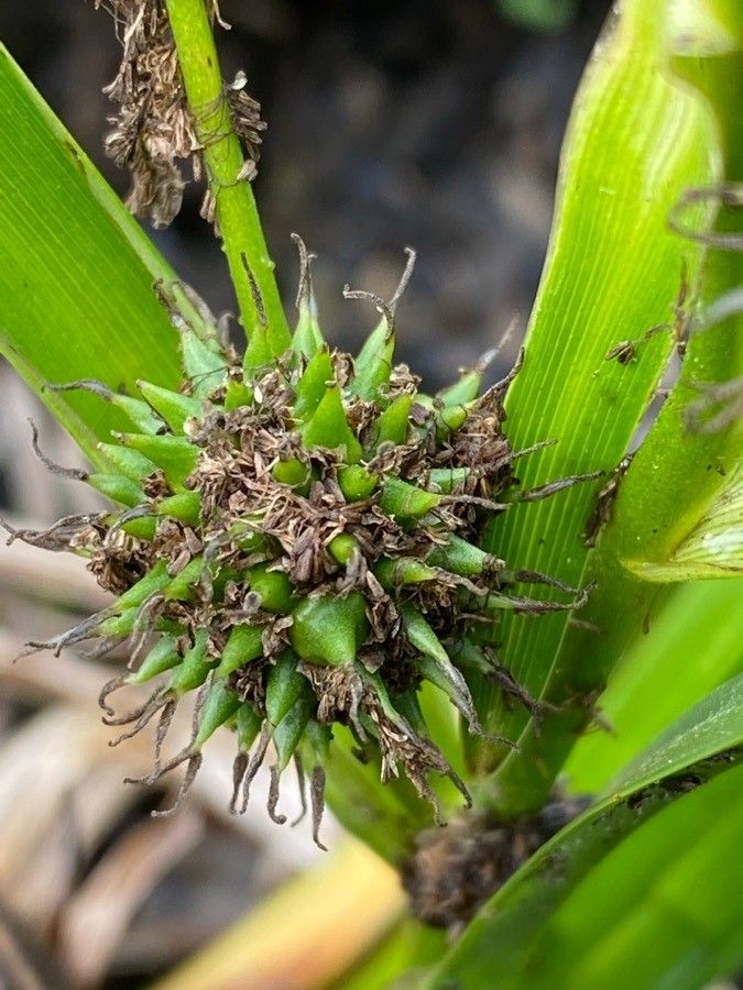 Sparganium erectum fruit