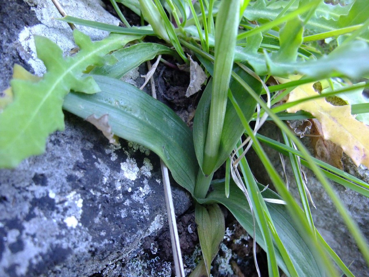 Ophrys lunulata bark