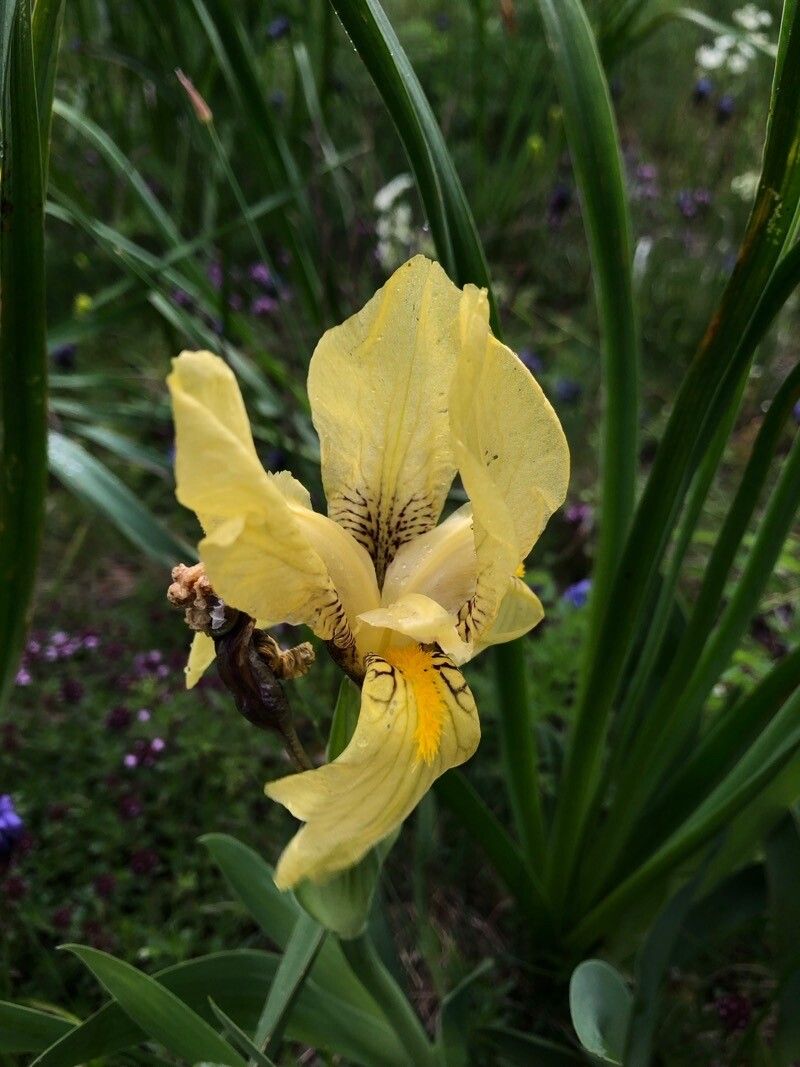 Iris reichenbachii — houseplant care guide