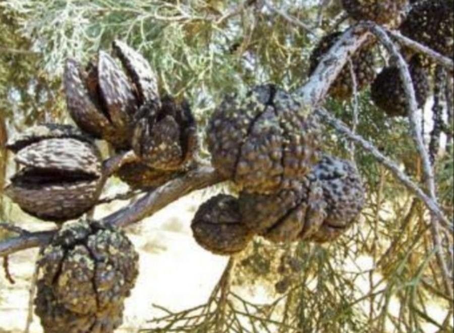 Callitris verrucosa — search result for 'Cupressaceae'