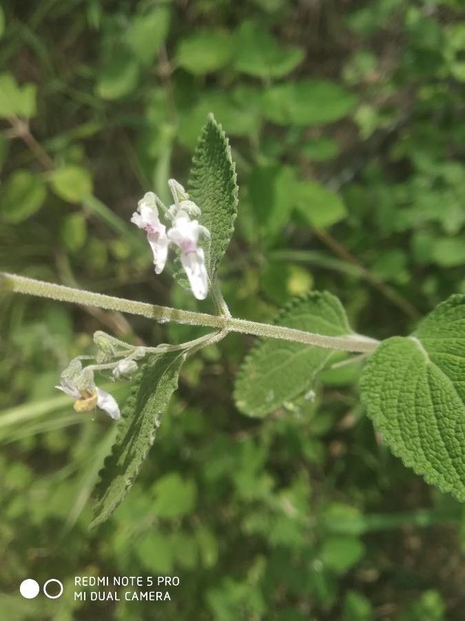 Isodon rugosus flower