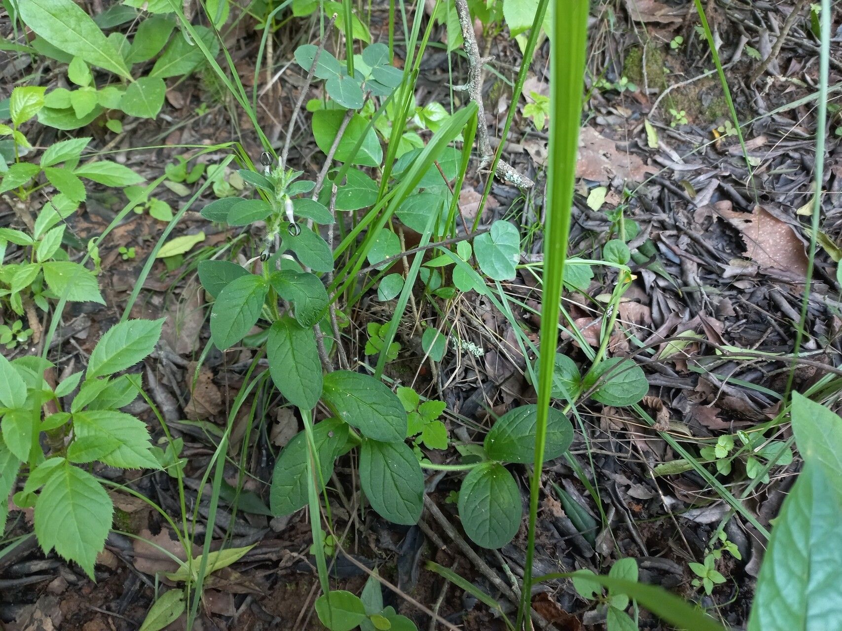 Ceropegia abyssinica habit