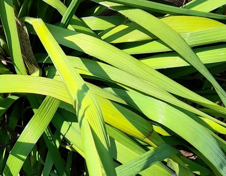 Aristea ecklonii — search result for 'Iridaceae'