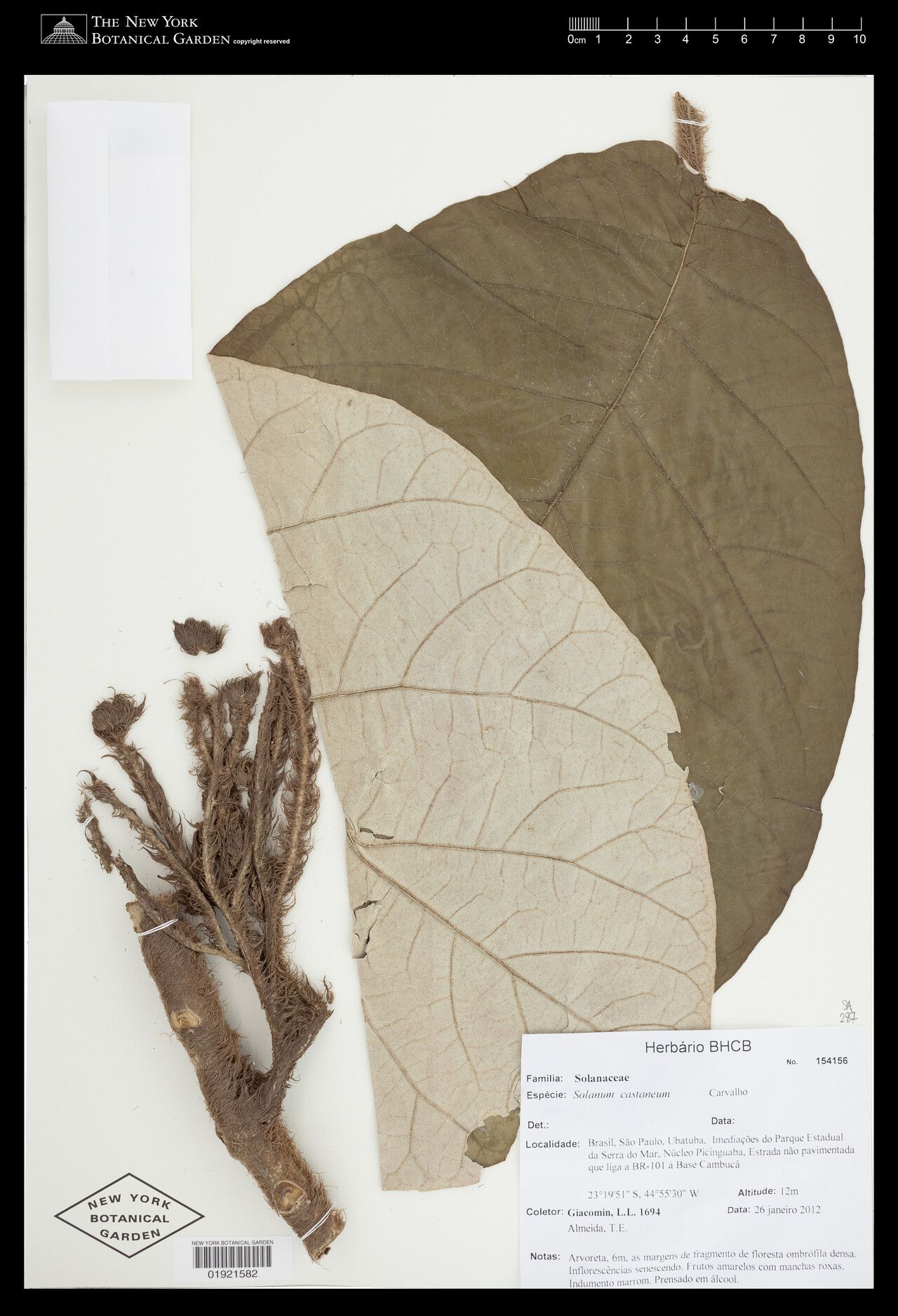 Solanum castaneum — houseplant care guide