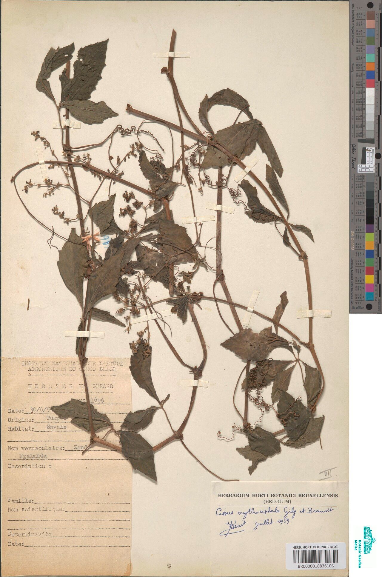 Cyphostemma erythrocephalum — houseplant care guide