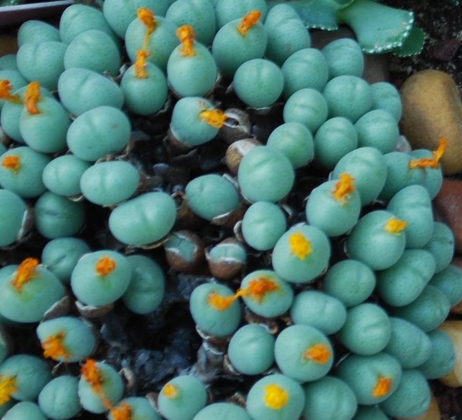 Conophytum hians flower