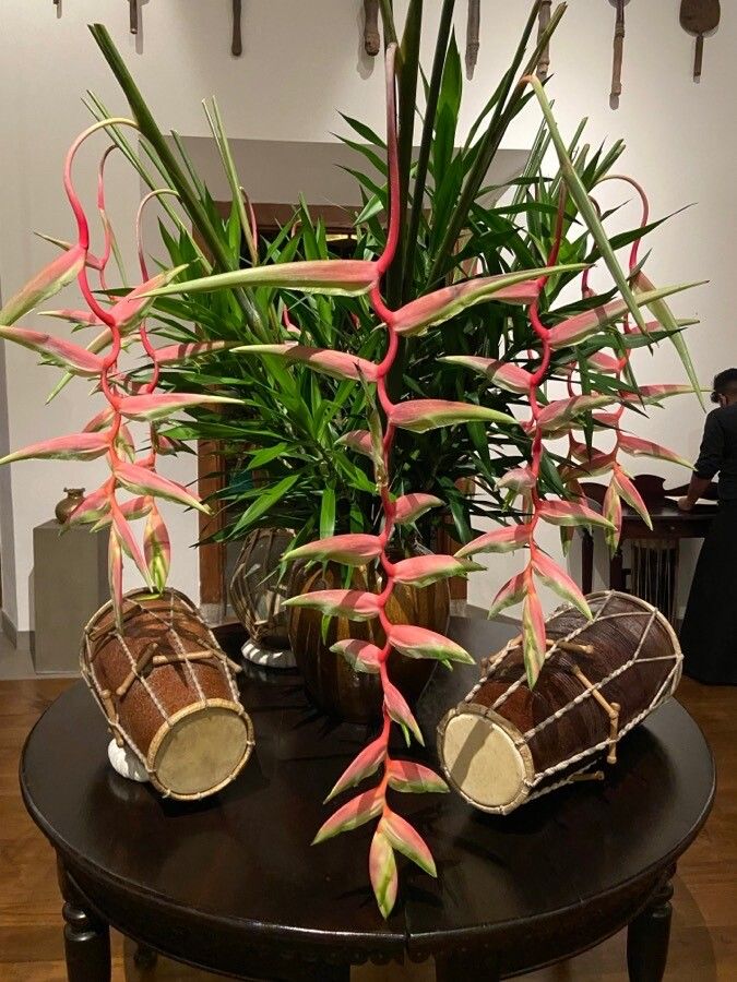 Heliconia chartacea flower