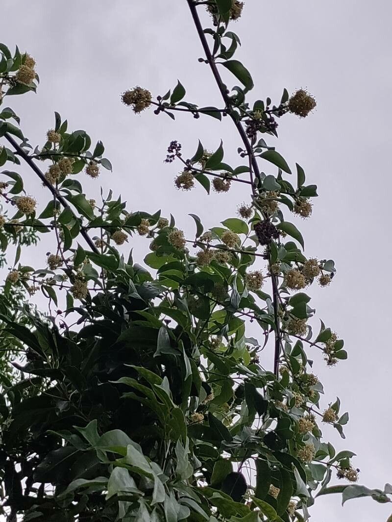 Pisonia fragrans flower