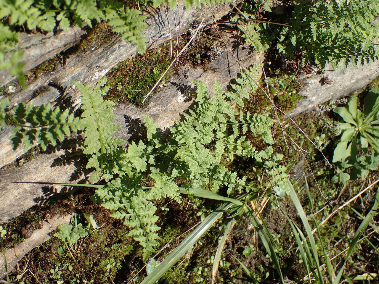 Cystopteris dickieana habit