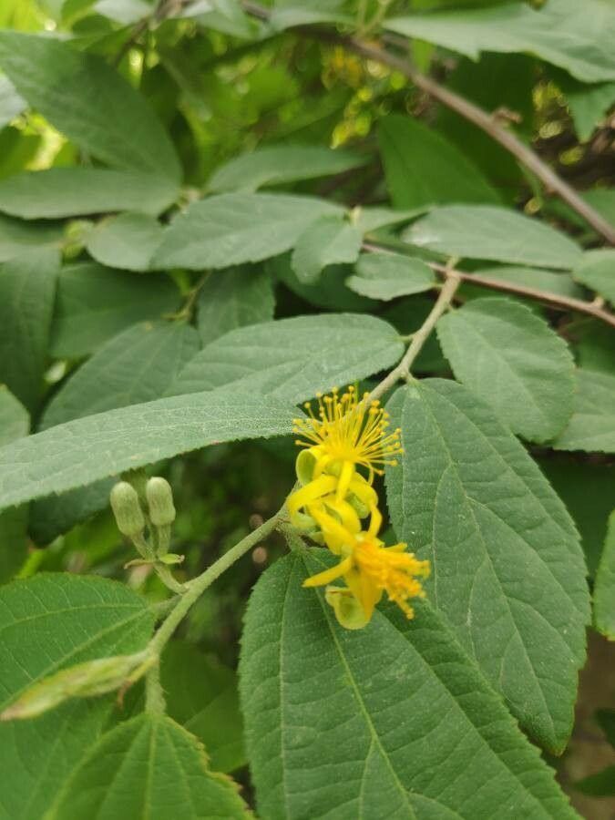 Grewia flavescens — search result for 'Saudi Arabia'