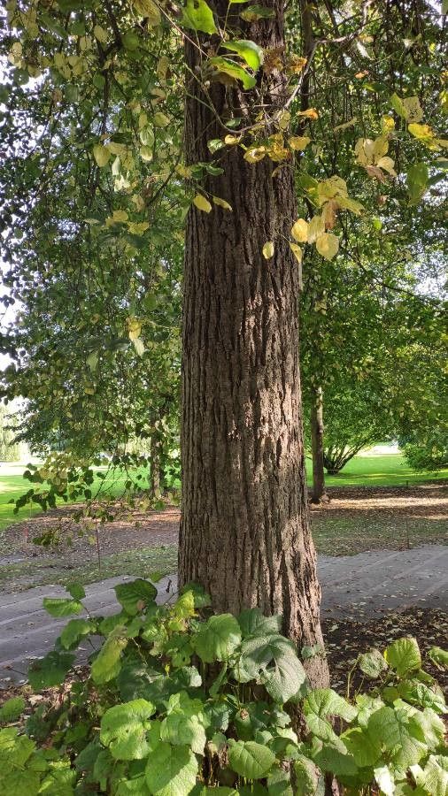 Tilia × euchlora bark