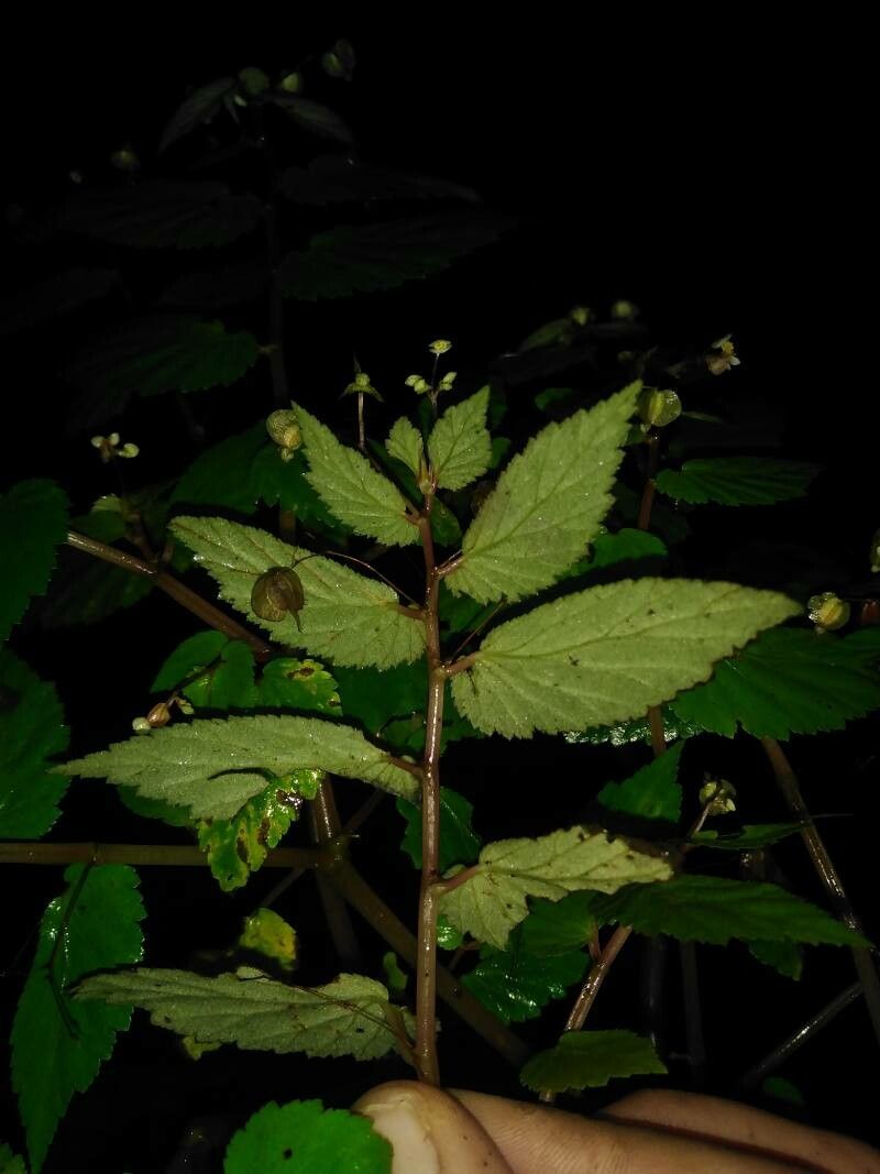 Begonia semiovata — houseplant care guide