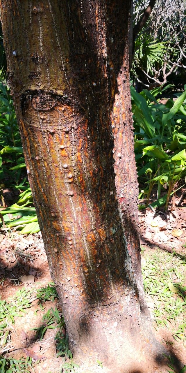 Erythrina stricta bark
