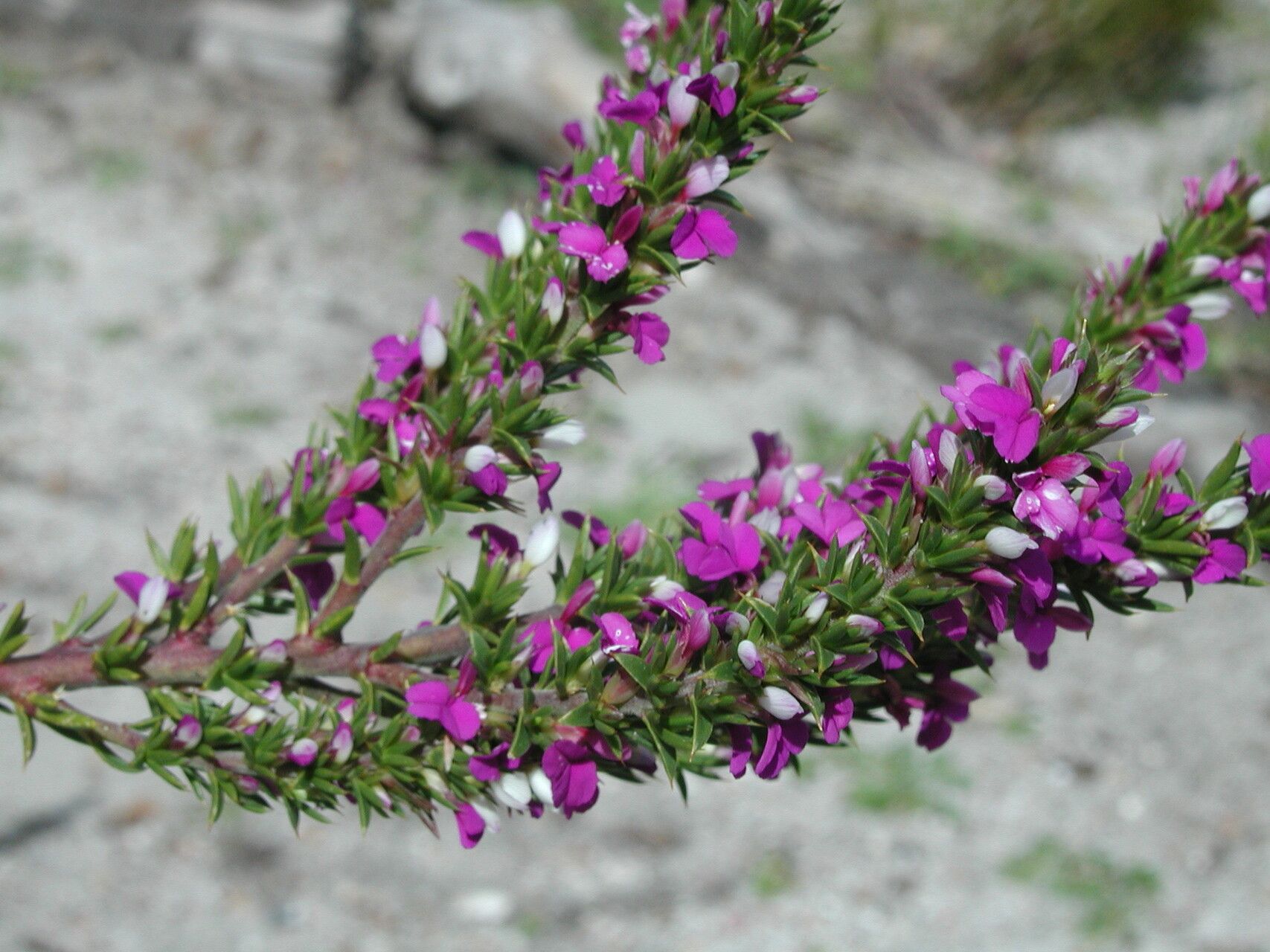 Muraltia heisteria — related species from the same genus
