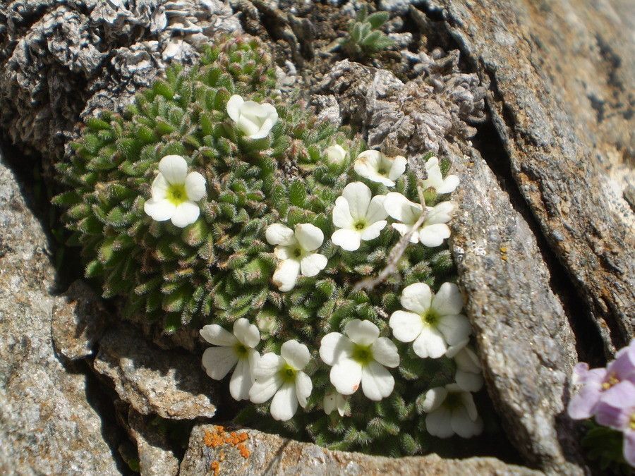 Androsace pubescens habit