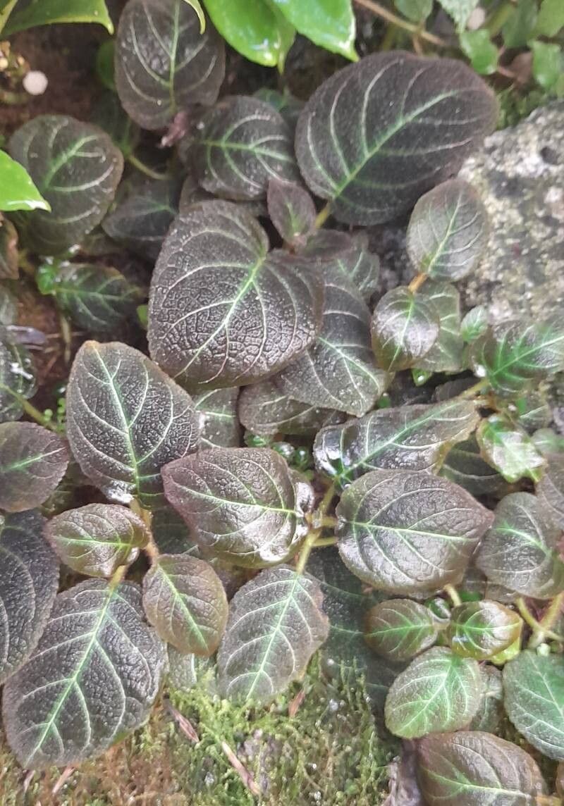 Pearcea hypocyrtiflora habit