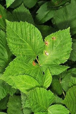 Rubus allegheniensis leaf