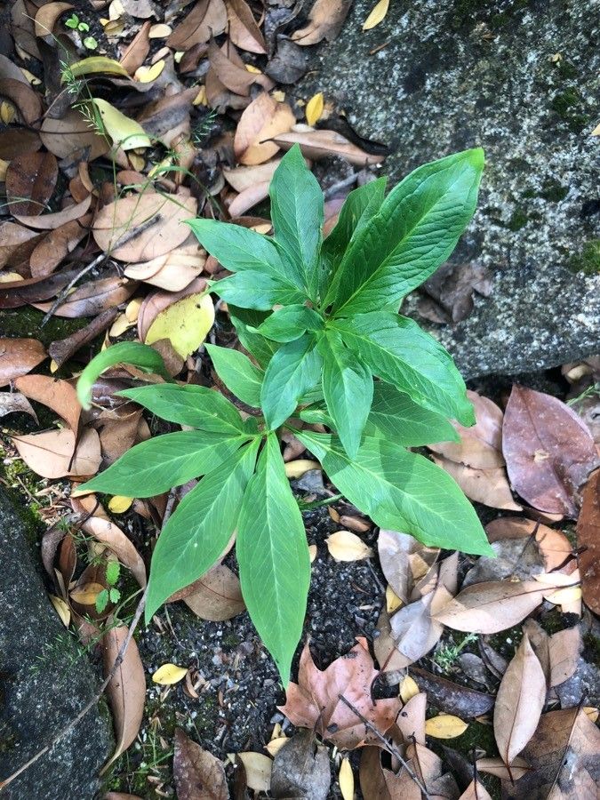 Arisaema dracontium — search result for 'Woodlands of eastern North America'