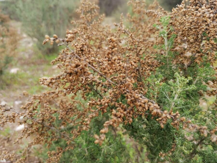 Artemisia herba-alba fruit