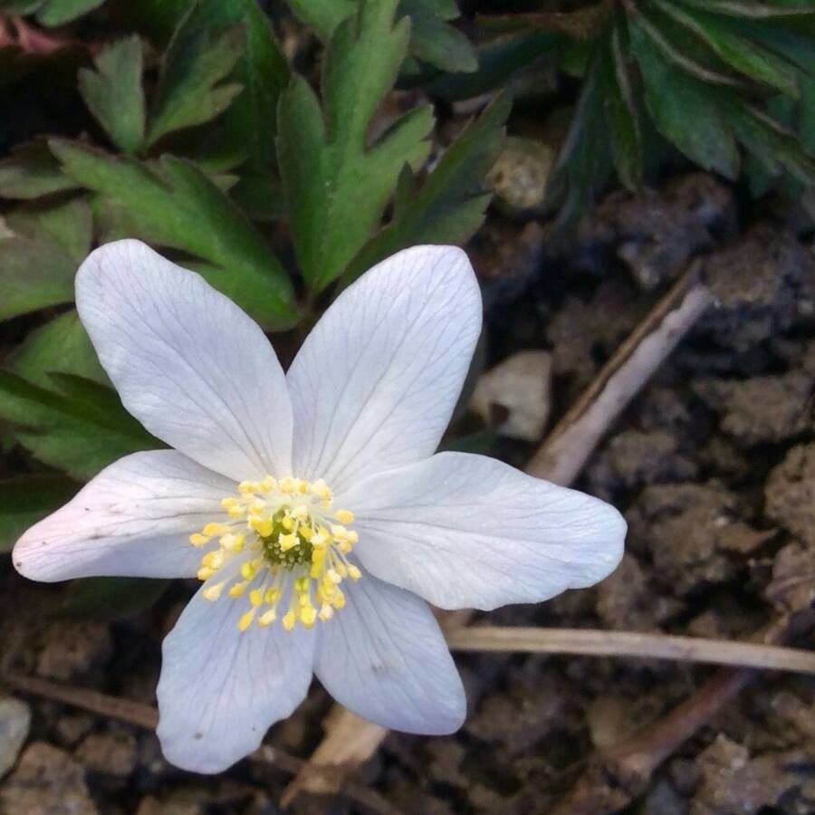 Anemone nemorosa flower